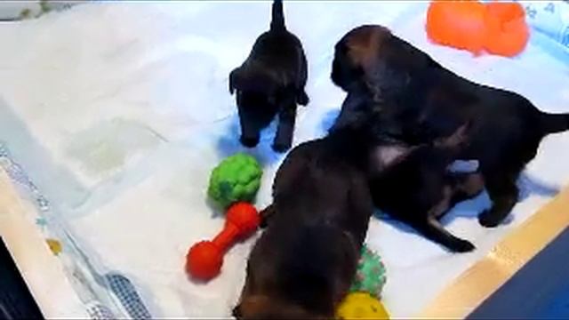 Щенки бордер терьера из Лесного Края - border terrier puppy смотреть онлайн