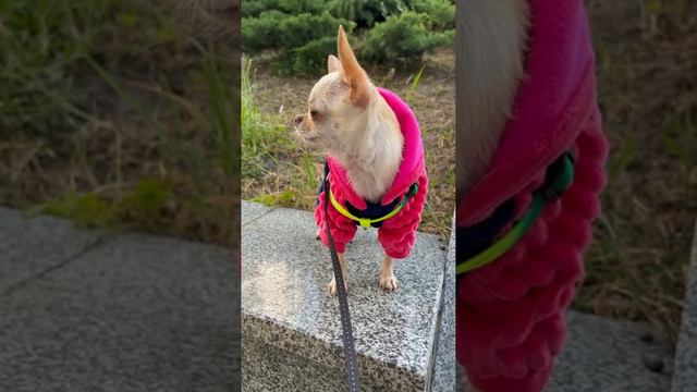 Очень хочется заниматься спортом. Чихуахуа Мия. смотреть онлайн