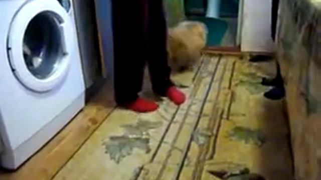 Пекинес в тонусе смотреть онлайн