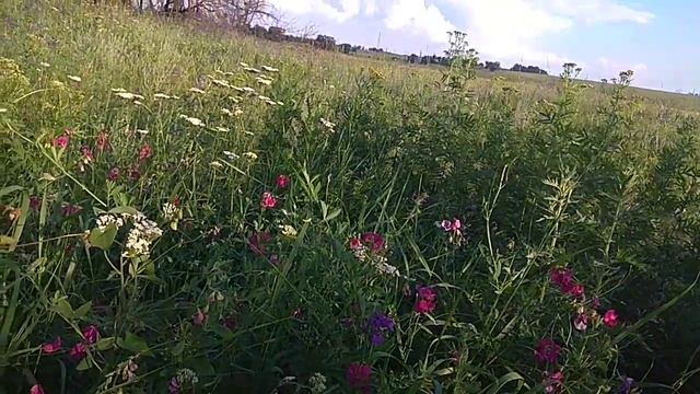 Сегодня таяло-сегодня.../Марина Цветаева,1914г./ смотреть онлайн