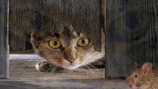 Колыбельная "Спросила мышка у кота" смотреть онлайн