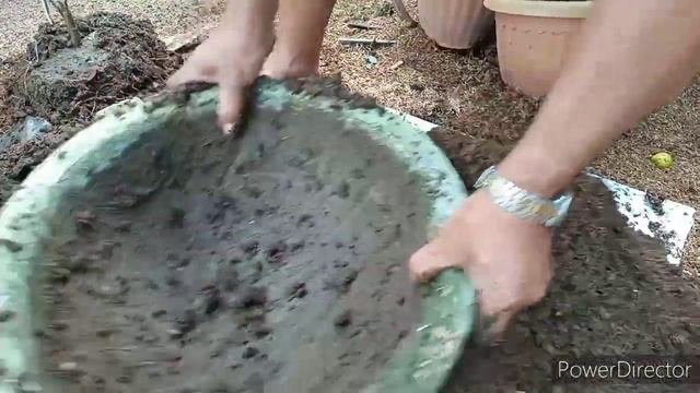 Sanhi Ng Pagpanget o pagkamatay Ng mga Halaman sa panget na lupa at Kung paano Ito mapapabuhay muli смотреть онлайн