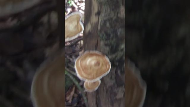 LIVING CANVAS. смотреть онлайн