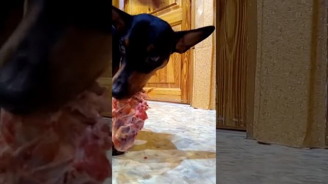 пёс ест мясо.реакция собакина на команду "дай"!!!!! смотреть онлайн