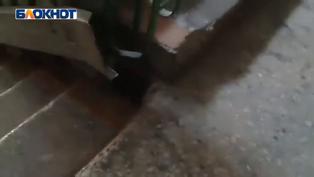 В подъездах Новороссийска поселись огромные крысы смотреть онлайн