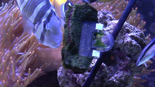 400 Gallon Starfire Reef Tank HD - 2017 - Eating Seaweed