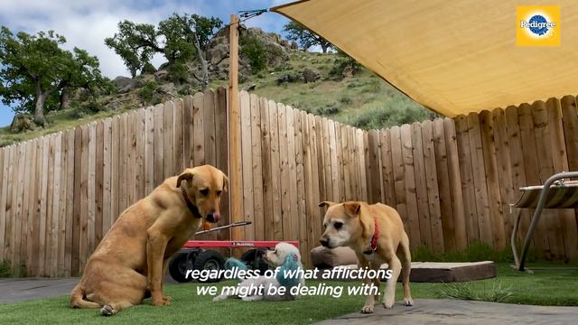 Rescue Pup Turns A Setback Into The Best Thing About Her | The Dodo смотреть онлайн
