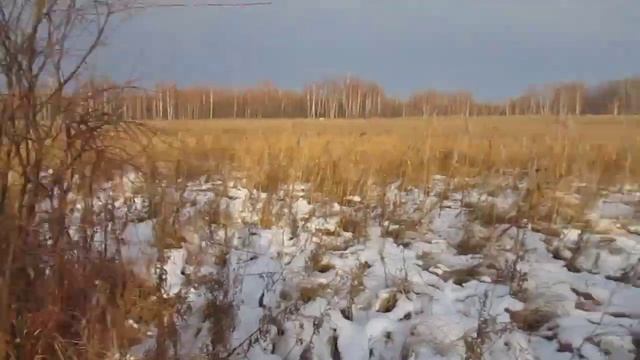 охота на косулю. колематор подвёл. смотреть онлайн