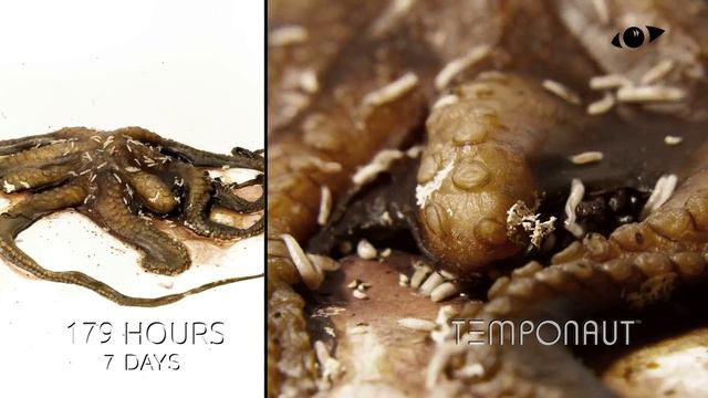 Octopus Decomposition Time-lapse смотреть онлайн