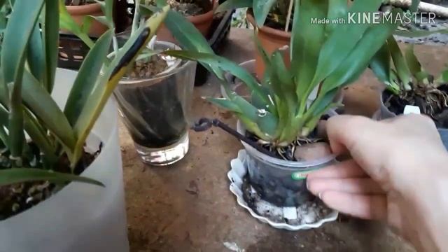 Мои дендробиумы. Орхидеи на улице. Цветение dendrobium unicum и dendrobium Chanthaboon Sunrise смотреть онлайн