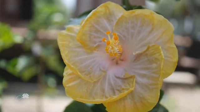 Fancy Hibiscus 'Taiwan Formosa Sunmoon' смотреть онлайн
