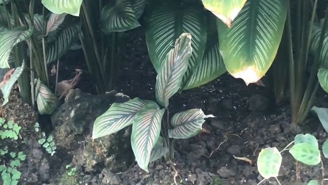 紅背竹芋 葉片上色彩繽紛的斑紋 Calathea rufibarba смотреть онлайн