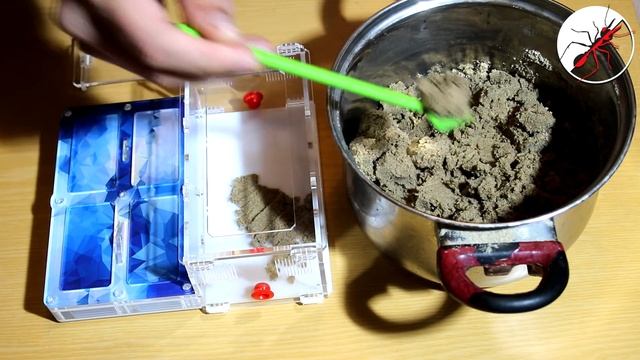 Myrmecia forficata. ПЕРЕСАДКА СМЕРТЕЛЬНО ОПАСНОГО МУРАВЬЯ БУЛЬДОГА 2 смотреть онлайн