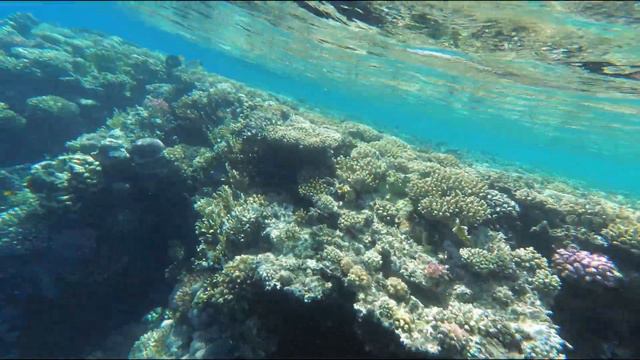 Египет коралловый риф Reef Oasis Blue Bay Resort & Spa | Обзор смотреть онлайн