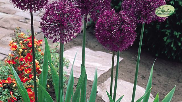 How To Plant Allium Superglobe: Summer Garden Guide