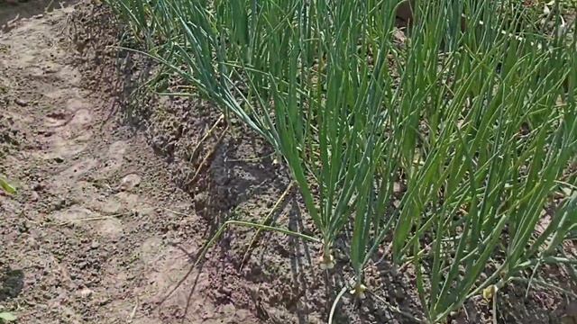 Моя очень скромная дача на 23 июля. Как у Ольги 1972 г. смотреть онлайн