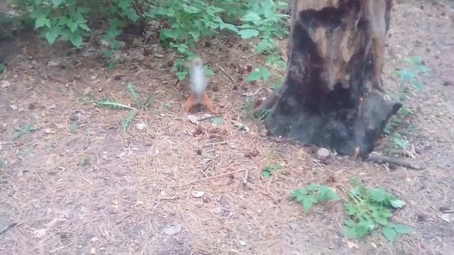 Белка 19.06.2018 Советский парк Омск Нефтяники смотреть онлайн