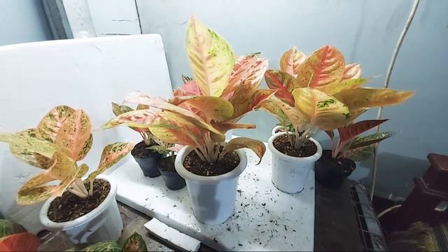 Live Sale Aglonema смотреть онлайн