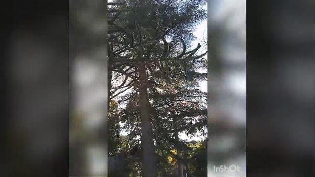 Воронцовский парк - заповедник. КРЫМ. АЛУПКА смотреть онлайн