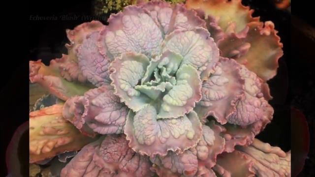 Echeveria Expert Part 2: Dick Wright's Cultivars