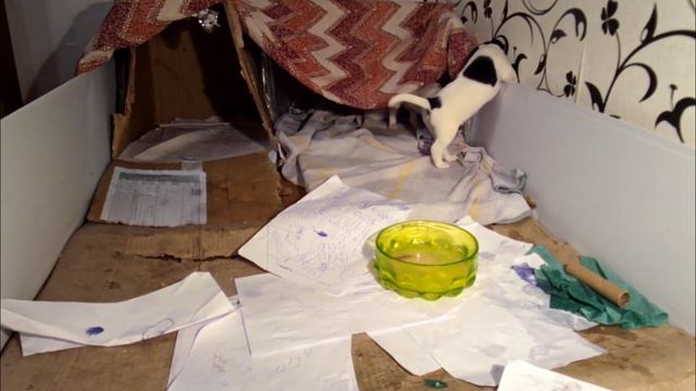 Щенки Jack Russell смотреть онлайн