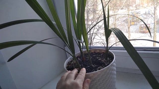 Финиковая ПАЛЬМА из косточки, как быстро вырастить пальму дома, советы Антонины смотреть онлайн