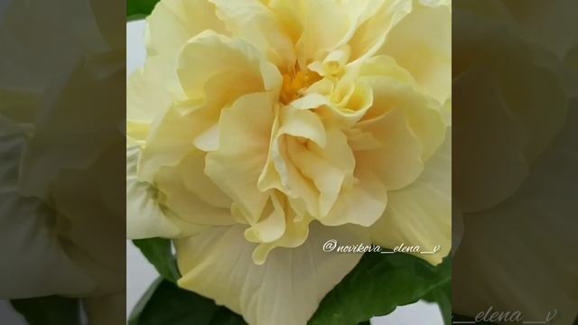 Сортовой гибискус Mount Shasta hibiscus смотреть онлайн