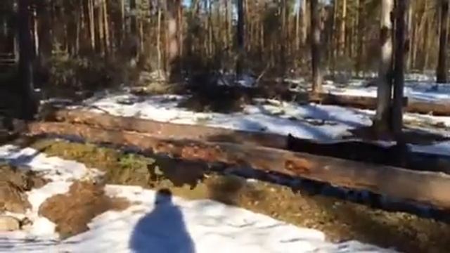 Утро в сосновом лесу смотреть онлайн