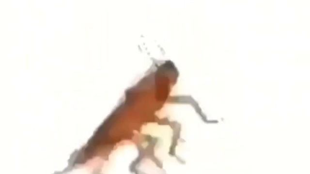 Bug spinning around meme смотреть онлайн