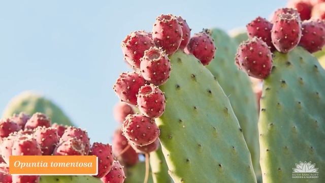 What's in Bloom at The Ruth Bancroft Garden (November 2021) смотреть онлайн