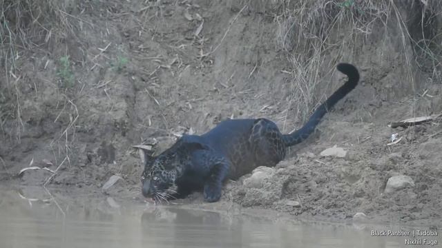 Very Rare sighting of Black Panther(a.k.a Black Leopard), Tadoba, MH, India смотреть онлайн