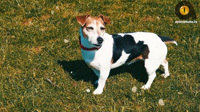 TOP 10 FASTEST DOG BREEDS смотреть онлайн