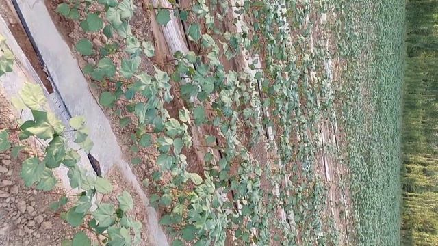 Система капельного орошения. Поле. Капельная лента смотреть онлайн