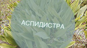 АСПИДИСТРА.  РАСТЕНИЕ КОЗЕРОГА. ГОРОСКОП РАСТЕНИЙ