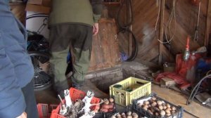 СЕМЕННОЙ КАРТОФЕЛЬ  ВЫКОРМИЛИ МОНСТРА