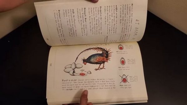 Codex Seraphinianus by Luigi Serafini!! A Beautiful Book Review