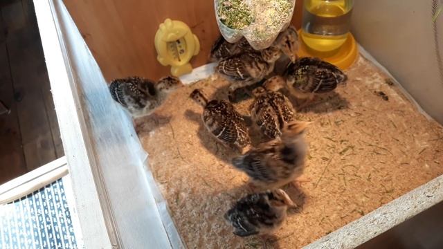 ИНДЮШАТА 11 СУТОК. КАВКАЗСКАЯ БРОНЗА. смотреть онлайн