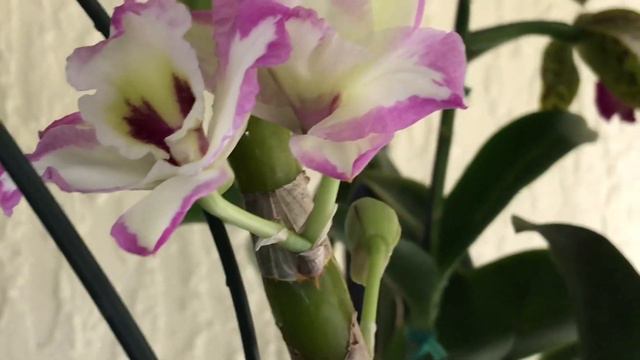 Orchid haul: Highlands Orchid Society Show and Sale “Mask-querade of orchids “ смотреть онлайн