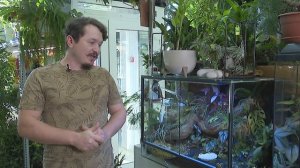 Уголок живой природы дома  Что такое палюдариум