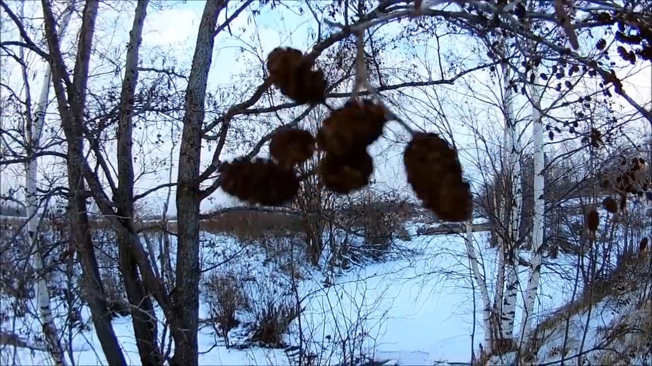 Полезные свойства ольхи (Будни охотника и рыбака) смотреть онлайн