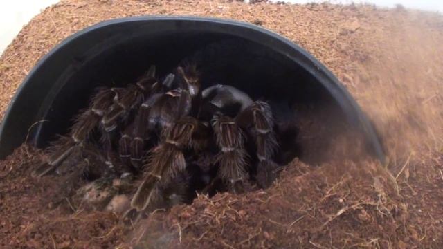 Mating TITAN worlds biggest Theraphosa Blondi FAIL at TSS смотреть онлайн