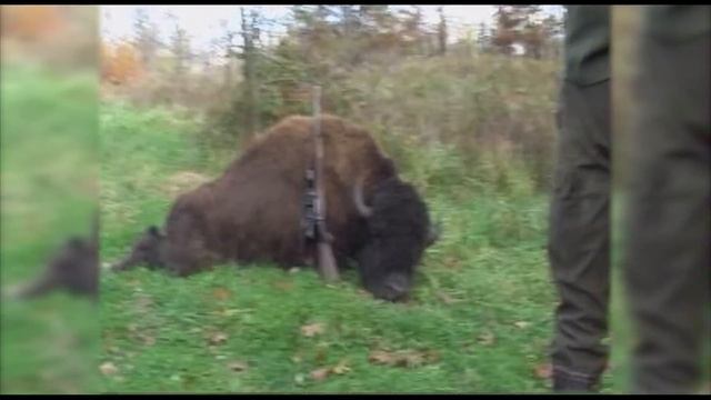 Охота #101 в США на бизона, марала, в прериях штата Иллинойс