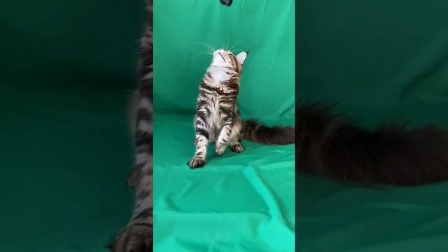 Мейн-кун окраса чёрный мрамор смотреть онлайн