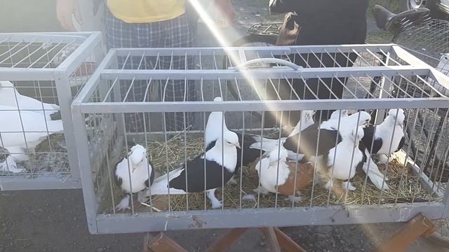 Цены и ассортимент. Птичий рынок в Шахтах. Сборная ярмарка голубей. смотреть онлайн