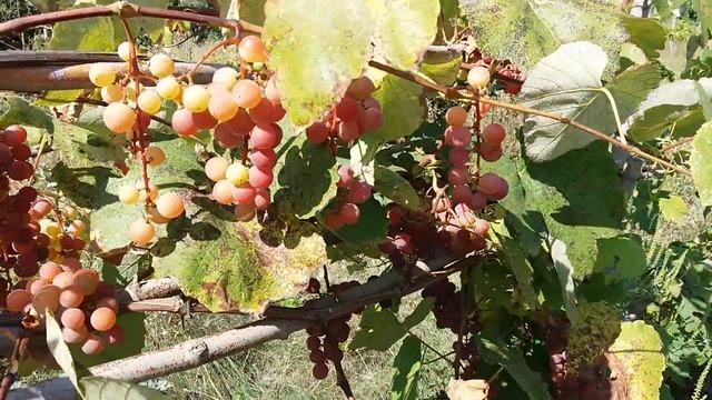 Сорт винограда Помар универсального назначения -29С. Морозостойкие сорта винограда. Sokolman Sergey смотреть онлайн