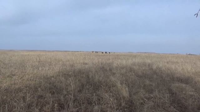 Смешал скот , Казахский белоголовый против быка Аулиеколца. смотреть онлайн