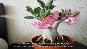 Адениум — обрезка и формирование кроны