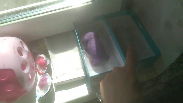 Сквиш собаки