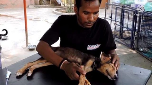 Они нашли на улице мертвую собаку. Но подойдя ближе, спасатели увидели ЭТО! смотреть онлайн