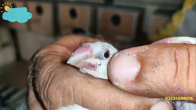 When are java chicks start eating self | Java kay bachay kab self hotayin hain смотреть онлайн
